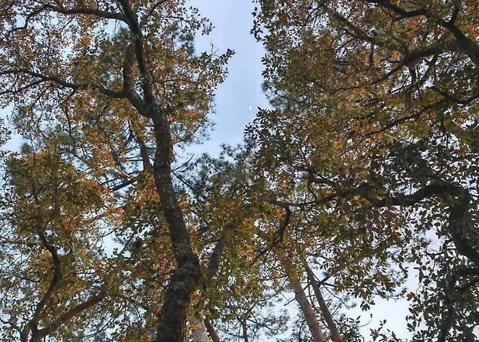 Des Hauts Pins * Ondres