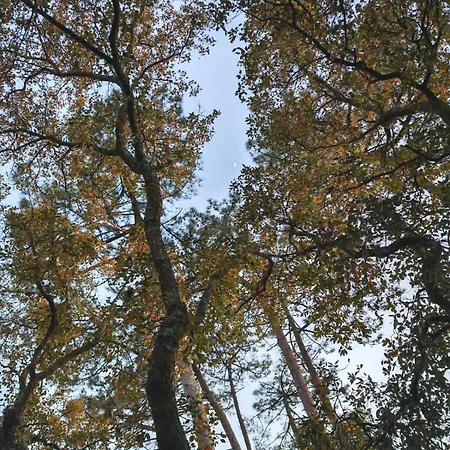 Des Hauts Pins * أوندريز